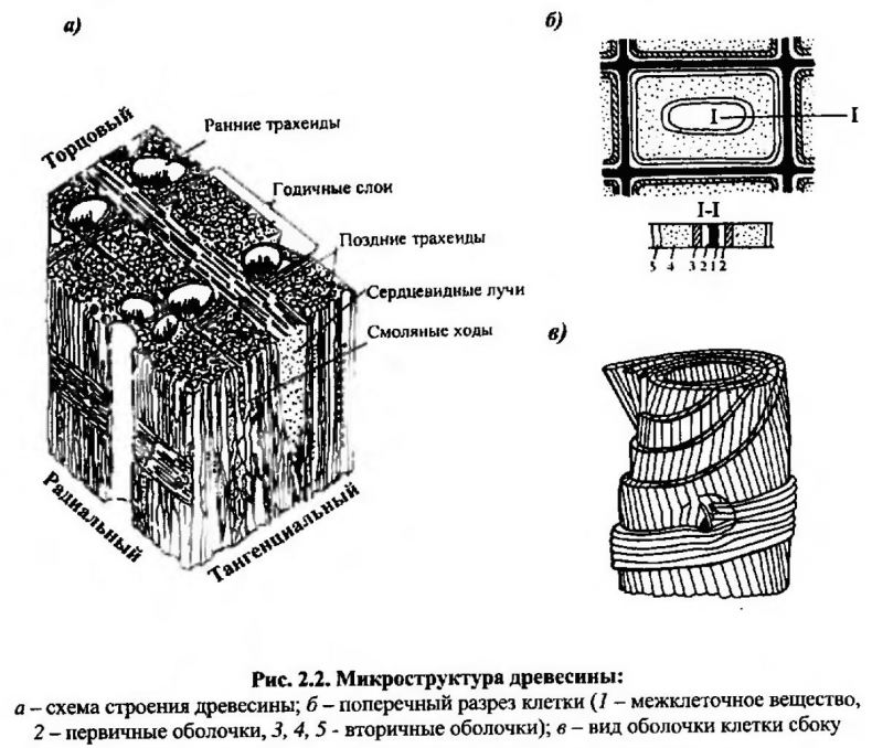 Картинки схемы строения дерева для детей (35 фото)